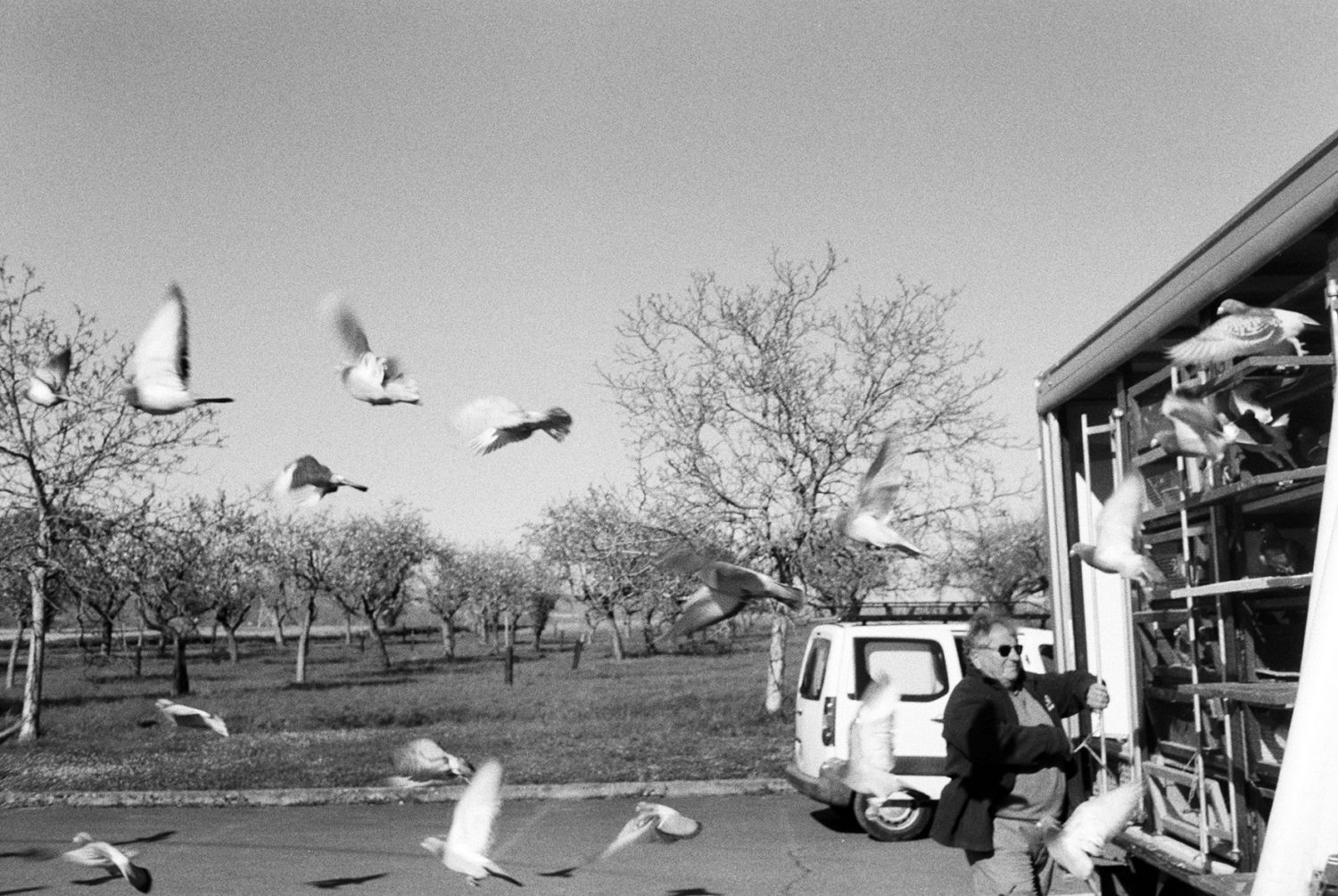 Bilde av duer som flyr ut av bur