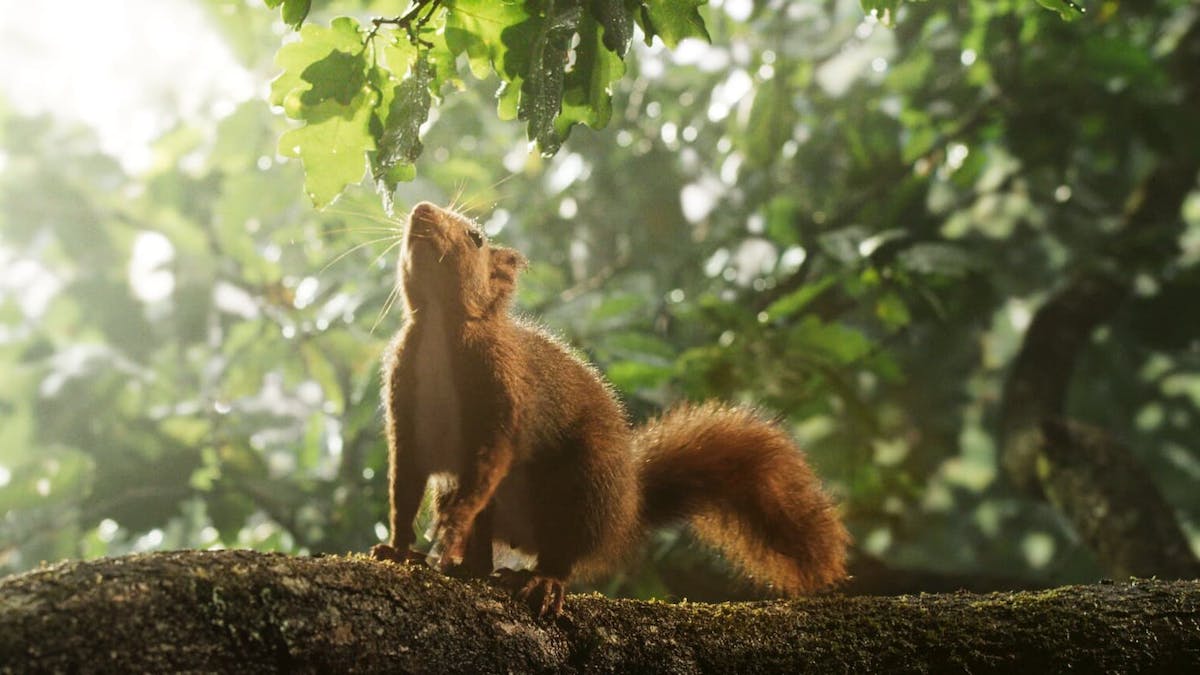 Illustrasjonsbilde fra filmen - et ekorn